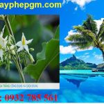 Dịch vụ xin giấy phép lao động Sóc Trăng 6 Cần xin giấy phép lao động Sóc Trăng