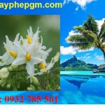 Dịch vụ xin giấy phép lao động Sơn La 6 Cần xin giấy phép lao động Sơn La
