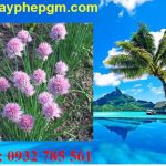 Dịch vụ xin giấy phép lao động Vĩnh Phúc 6 Cần dịch vụ xin giấy phép lao động Vĩnh Phúc