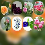 Lập công ty tại Ninh Thuận 6 Dịch vụ lập công ty tại Ninh Thuận