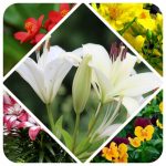 Dịch vụ thành lập công ty Lào Cai 6 Dịch vụ thành lập công ty Lào Cai