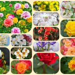 Muốn thành lập doanh nghiệp tại Bắc Kạn