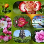 giayphepgm.com thu tuc thanh lap cong ty o huyen cu chi