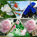 Cần mở công ty trọn gói