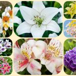 Dịch vụ mở công ty ở Huyện Dầu Tiếng 6 Xin mở công ty ở Huyện Dầu Tiếng