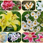 Dịch vụ mở công ty ở Lào Cai 6 Xin mở công ty ở Lào Cai