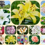 Dịch vụ mở công ty ở Thị Xã Dĩ An 6 Xin mở công ty ở Thị Xã Dĩ An