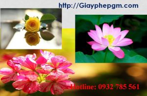 Dịch vụ làm giấy lý lịch tư pháp Đà Nẵng 6 Cần làm giấy lý lịch tư pháp Đà Nẵng