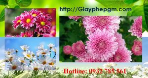 Dịch vụ làm giấy lý lịch tư pháp Lai Châu 6 Cần làm giấy lý lịch tư pháp Lai Châu