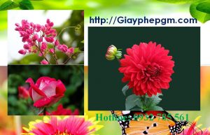 Dịch vụ làm giấy lý lịch tư pháp Nam Định 6 Cần làm giấy lý lịch tư pháp Nam Định