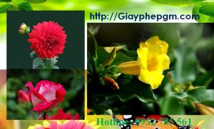 Dịch vụ làm giấy lý lịch tư pháp Ninh Bình 6 Cần làm giấy lý lịch tư pháp Ninh Bình