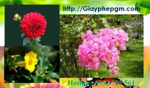 Dịch vụ làm giấy lý lịch tư pháp Ninh Thuận 6 Cần làm giấy lý lịch tư pháp Ninh Thuận