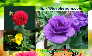 Dịch vụ làm giấy lý lịch tư pháp Phú Thọ 6 Cần làm giấy lý lịch tư pháp Phú Thọ