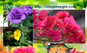 Dịch vụ làm giấy lý lịch tư pháp Quảng Nam 6 Cần làm giấy lý lịch tư pháp Quảng Nam