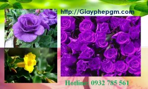 Dịch vụ làm giấy lý lịch tư pháp Quảng Ninh 6 Cần làm giấy lý lịch tư pháp Quảng Ninh