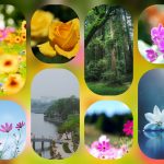 Dịch vụ cấp chứng chỉ năng lực xây dựng hạng III tại Sơn La 6 Xin giấy chứng chỉ hoạt động năng lực xây dựng tại Sơn La