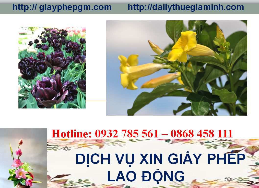Dịch vụ xin giấy phép lao động Hà Nội 7 Thủ tục xin giấy phép lao động Hà Nội