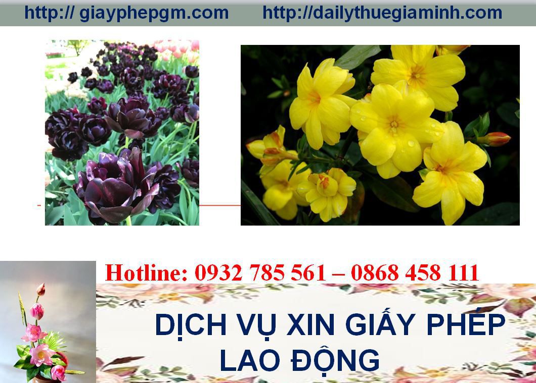 Dịch vụ xin giấy phép lao động Hòa Bình 4 Thủ tục xin giấy phép lao động Hòa Bình