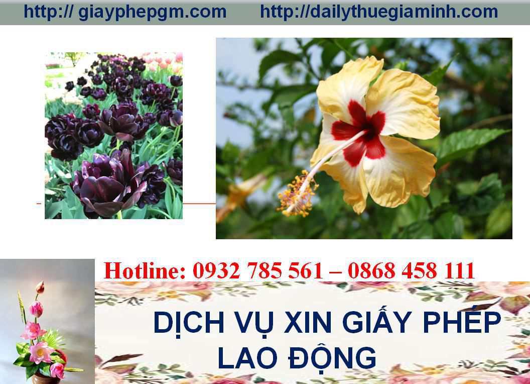 Dịch vụ xin giấy phép lao động Sóc Trăng 4 Thủ tục xin giấy phép lao động Sóc Trăng