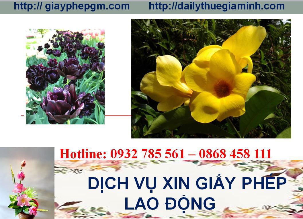 Dịch vụ xin giấy phép lao động Sơn La 4 Thủ tục xin giấy phép lao động Sơn La