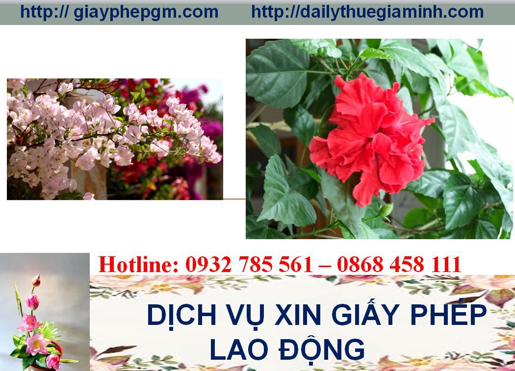 Dịch vụ xin giấy phép lao động Tuyên Quang 4 Thủ tục xin giấy phép lao động Tuyên Quang