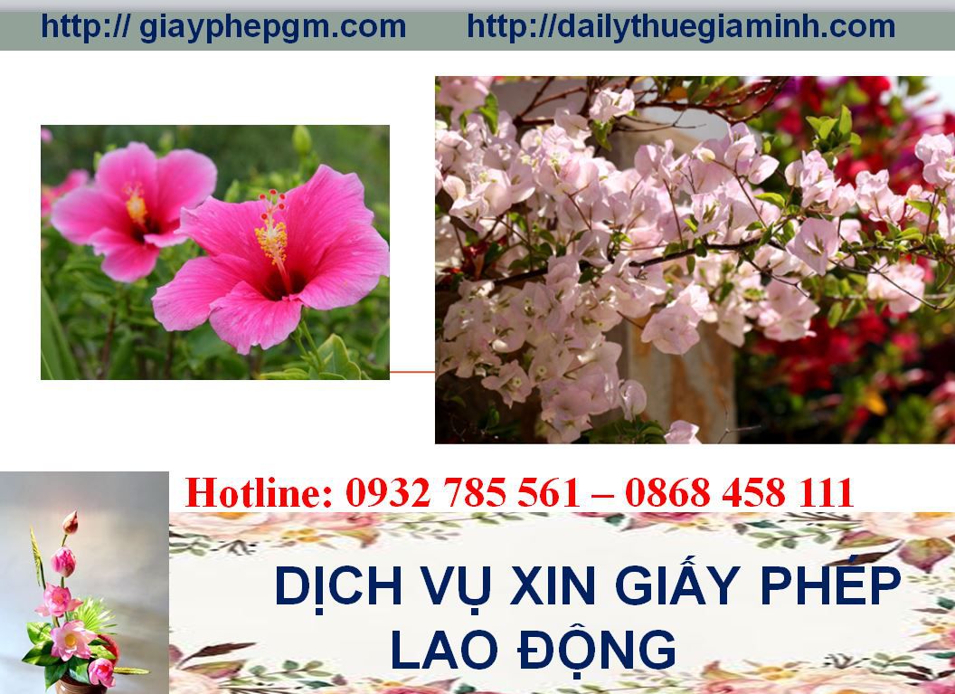 Dịch vụ xin giấy phép lao động Vĩnh Phúc 4 Thủ tục xin giấy phép lao động Vĩnh Phúc