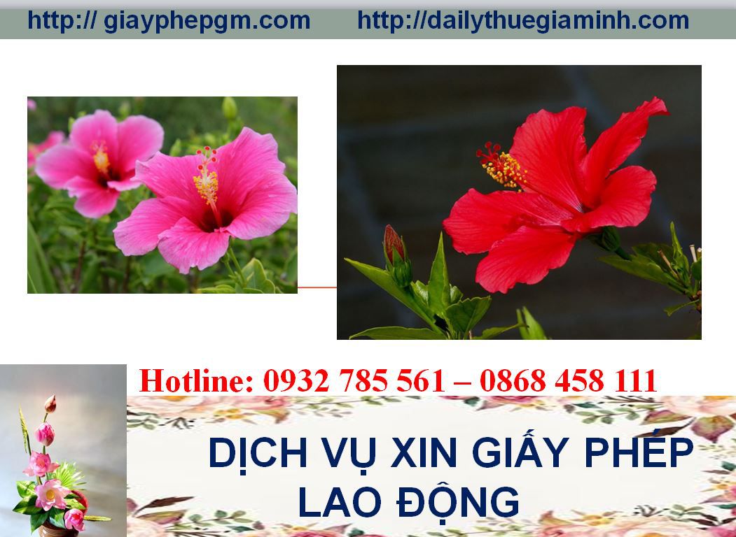 Dịch vụ xin giấy phép lao động Yên Bái 4 Thủ tục xin giấy phép lao động Yên Bái