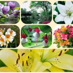Chi phí thành lập công ty tại Bắc Giang 6 Thành lập công ty tại Bắc Giang