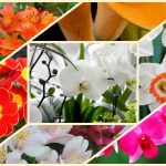 Chi phí thành lập công ty tại Điện Biên 6 Thành lập công ty tại Điện Biên