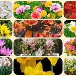 Chi phí thành lập công ty tại huyện Bắc Tân Uyên 6 Thành lập công ty tại huyện Bắc Tân Uyên