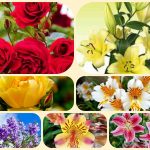 Chi phí thành lập công ty tại Lào Cai 6 Thành lập công ty tại Lào Cai