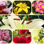 Chi phí thành lập công ty tại Phú Thọ 6 Thành lập công ty tại Phú Thọ