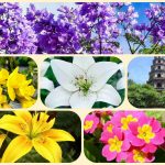 Chi phí thành lập công ty tại Vĩnh Phúc 6 Thành lập công ty tại Vĩnh Phúc