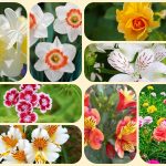 Chi phí thành lập công ty tại thị xã Thuận An 6 Thành lập công ty tại thị xã Thuận An