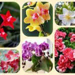 Dịch vụ điều chỉnh giấy chứng nhận đầu tư tại Huyện Cờ Đỏ 6 Muốn điều chỉnh giấy chứng nhận đầu tư tại Huyện Cờ Đỏ