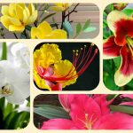 Dịch vụ điều chỉnh giấy chứng nhận đầu tư tại Huyện Củ Chi 6 Muốn điều chỉnh giấy chứng nhận đầu tư tại Huyện Củ Chi