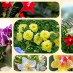 Dịch vụ điều chỉnh giấy chứng nhận đầu tư tại Kiên Giang 6 Muốn điều chỉnh giấy chứng nhận đầu tư tại Kiên Giang