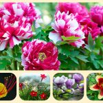 Dịch vụ điều chỉnh giấy chứng nhận đầu tư tại Lạng Sơn 6 Muốn điều chỉnh giấy chứng nhận đầu tư tại Lạng Sơn