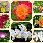 Dịch vụ điều chỉnh giấy chứng nhận đầu tư tại Quận 12 6 Muốn điều chỉnh giấy chứng nhận đầu tư tại Quận 12