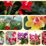 Dịch vụ điều chỉnh giấy chứng nhận đầu tư tại Quận Cái Răng 6 Muốn điều chỉnh giấy chứng nhận đầu tư tại Cái Răng