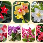 Dịch vụ điều chỉnh giấy chứng nhận đầu tư tại Quận Ninh Kiều 6 Muốn điều chỉnh giấy chứng nhận đầu tư tại Quận Ninh Kiều