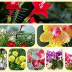 Dịch vụ điều chỉnh giấy chứng nhận đầu tư tại Vĩnh Phúc 6 Muốn điều chỉnh giấy chứng nhận đầu tư tại Vĩnh Phúc