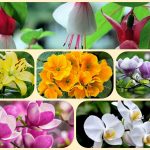 Dịch vụ giải thể chi nhánh tại Hải Phòng 8 Muốn giải thể chi nhánh tại Hải Phòng