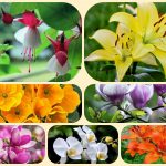 Dịch vụ giải thể chi nhánh tại Kiên Giang 14 Muốn giải thể chi nhánh tại Kiên Giang