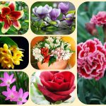 Dịch vụ giải thể chi nhánh tại Quảng Ninh 14 Muốn giải thể chi nhánh tại Quảng Ninh