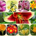 Muốn giải thể chi nhánh tại Tiền Giang