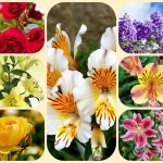 Dịch vụ giải thể chi nhánh tại Vĩnh Phúc 8 Muốn giải thể chi nhánh tại Vĩnh Phúc