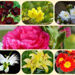 Dịch vụ giải thể công ty cổ phần tại Vĩnh Phúc 8 Muốn giải thể công ty cổ phần tại Vĩnh Phúc