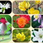 Dịch vụ giải thể công ty cổ phần tại Vũng Tàu 8 Muốn giải thể công ty cổ phần tại Vũng Tàu