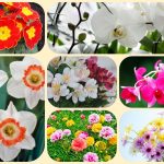 Muốn giải thể công ty ở Hoà Bình